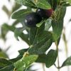 Cây giả Olive