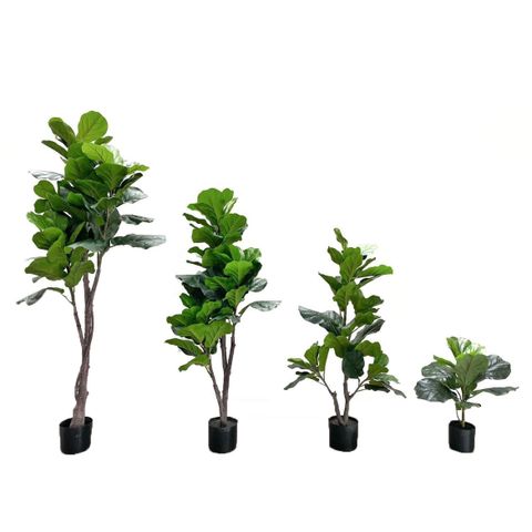 cây-nhựa-decor-xdaily-bàng-singapor