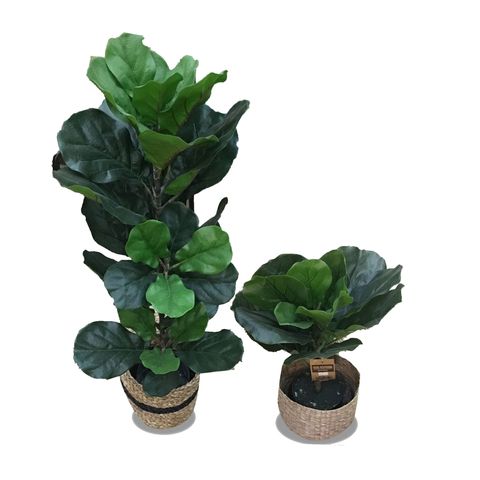 cây-nhựa-decor-xdaily-bàng-singapor