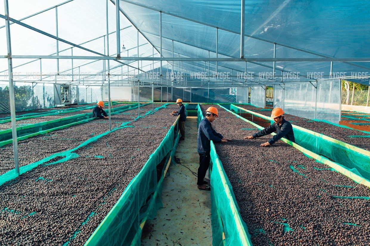 f1 phin viet dam da robusta buon ma thuot