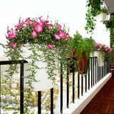 Chậu Kẹp Lan Can