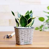 Chậu mỏng đan vuông