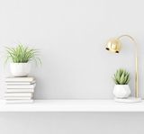 Giấy dán tường Albany 6820