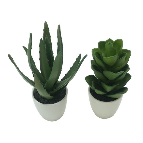  Chậu cây sen đá 