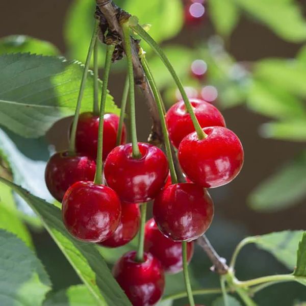  Cherry Đỏ Mỹ 