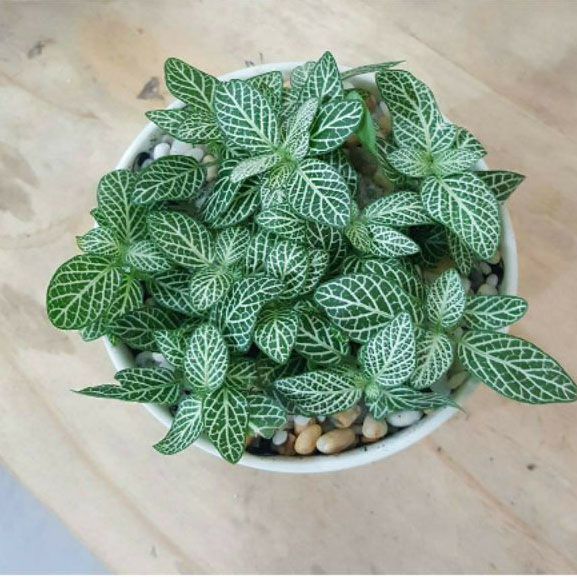  Cây để bàn_ Cẩm Nhung ( Fittonia) 