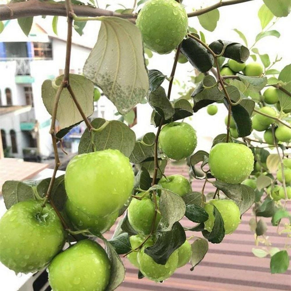 Liều trồng 300 gốc táo ở vùng đất chết thu cả trăm triệu đồng