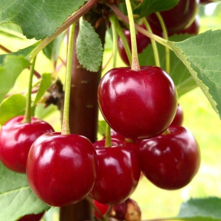  Cây cherry anh đào Brazil 