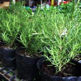  Cây Hương Thảo (Cây Rosemary) 