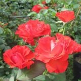  Hồng Lửa Sa Đéc (Hồng Tố Nữ) 