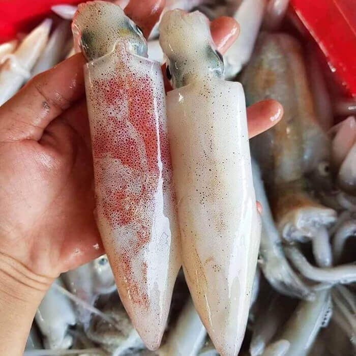  Mực Ống (Làm Chả Mực) - 1KG 