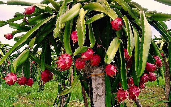 Có thể nuôi con gì kết hợp dưới tán cây thanh long để tăng thu nhập cá – nongdan40