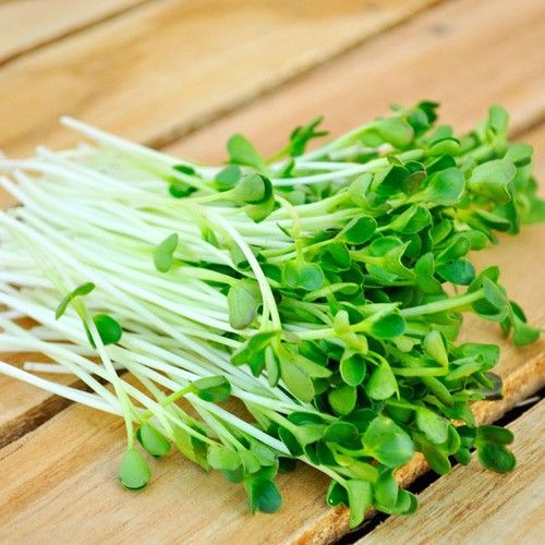  Gói 1Kg Hạt Giống Rau Mầm Củ Cải Trắng Ấn Độ 