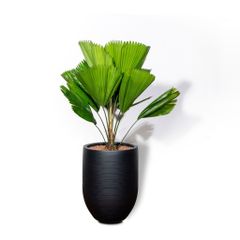  Chậu Cây Kè Nhật S - Corda - Đen S 