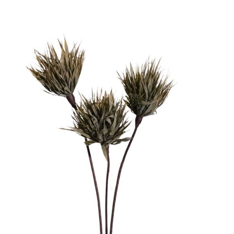 Hoa Khô Bom Bom ( Green)