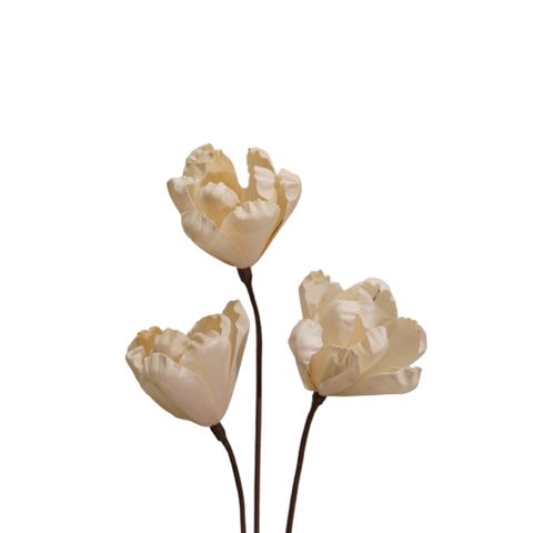 Hoa Khô White Tulip