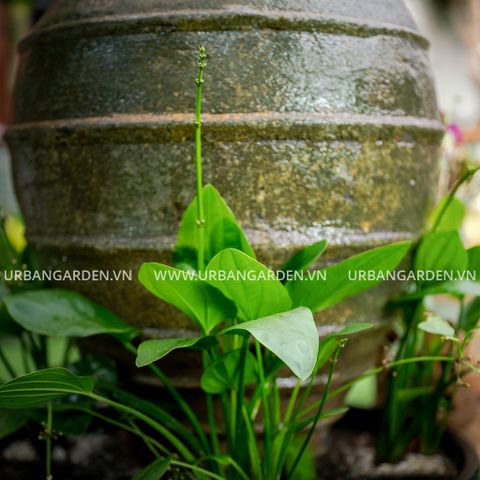 Chậu Thác Nước Giả Cổ Sandy 6220AD