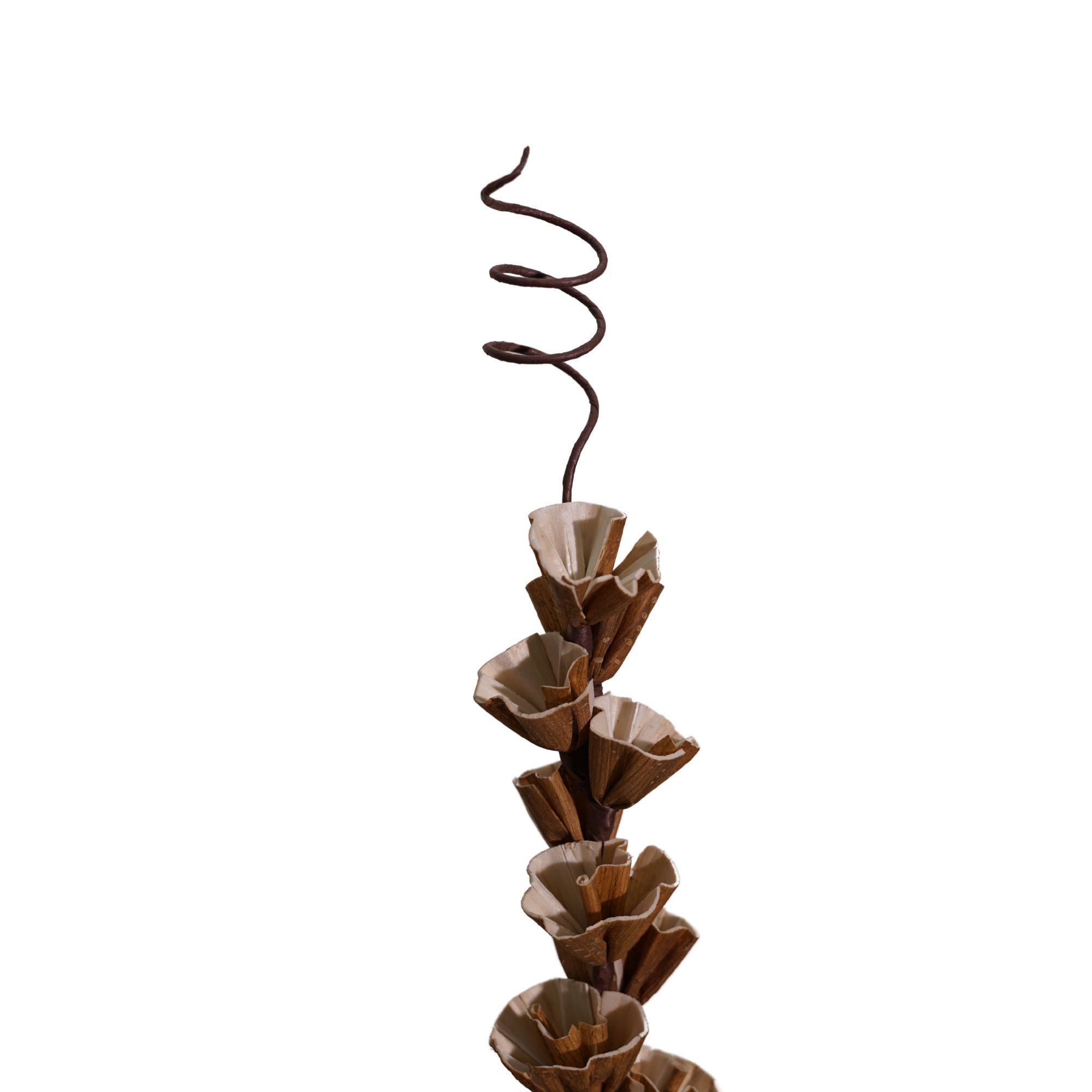  Hoa Khô Brown Giant Gypso 