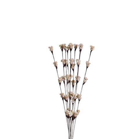 Hoa Khô Morning Bud Branch