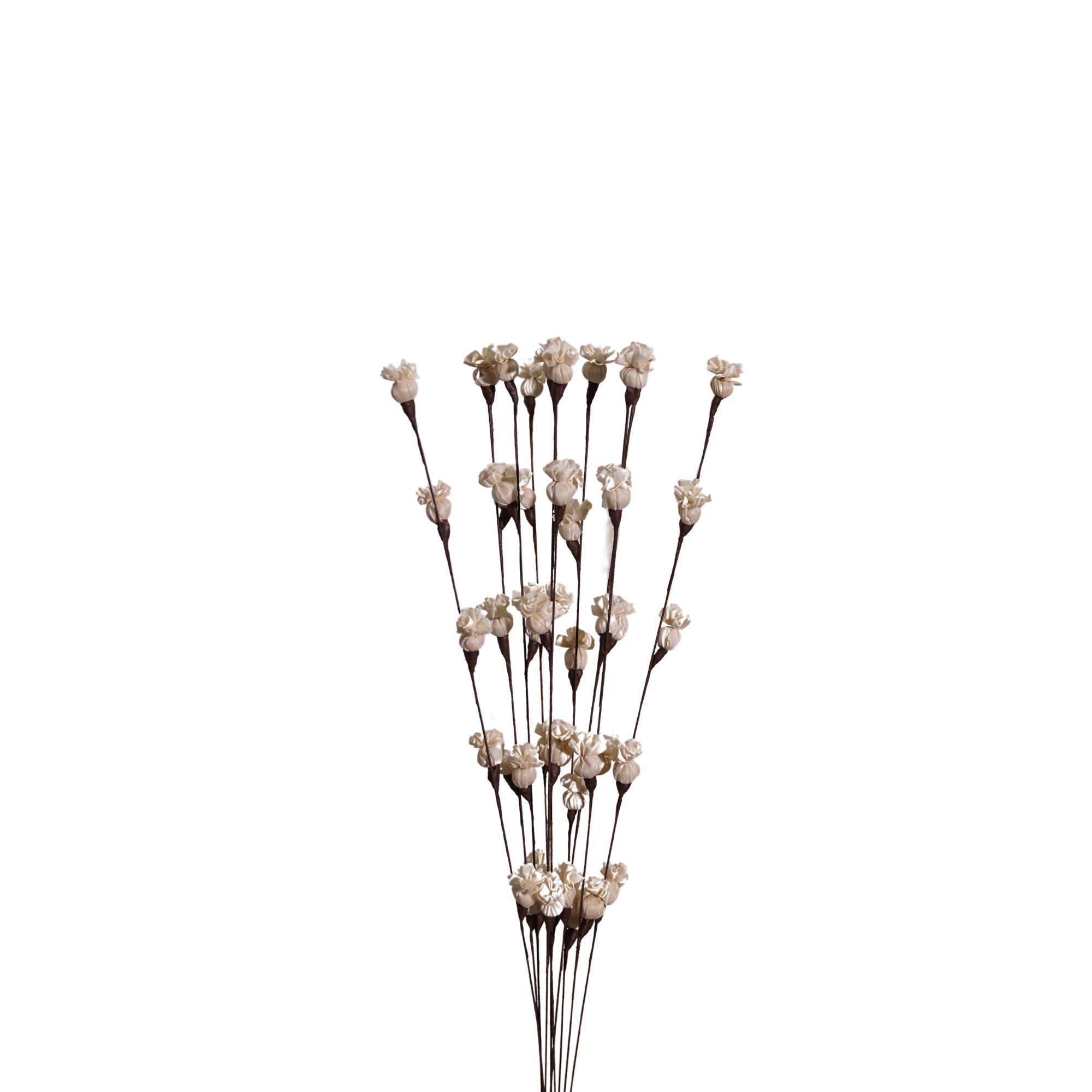  Hoa Khô Morning Bud Branch 