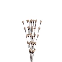  Hoa Khô Morning Bud Branch 