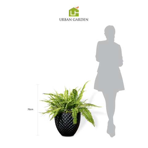 Chậu Cây dương xỉ lá xoăn L - Pine - Đen M