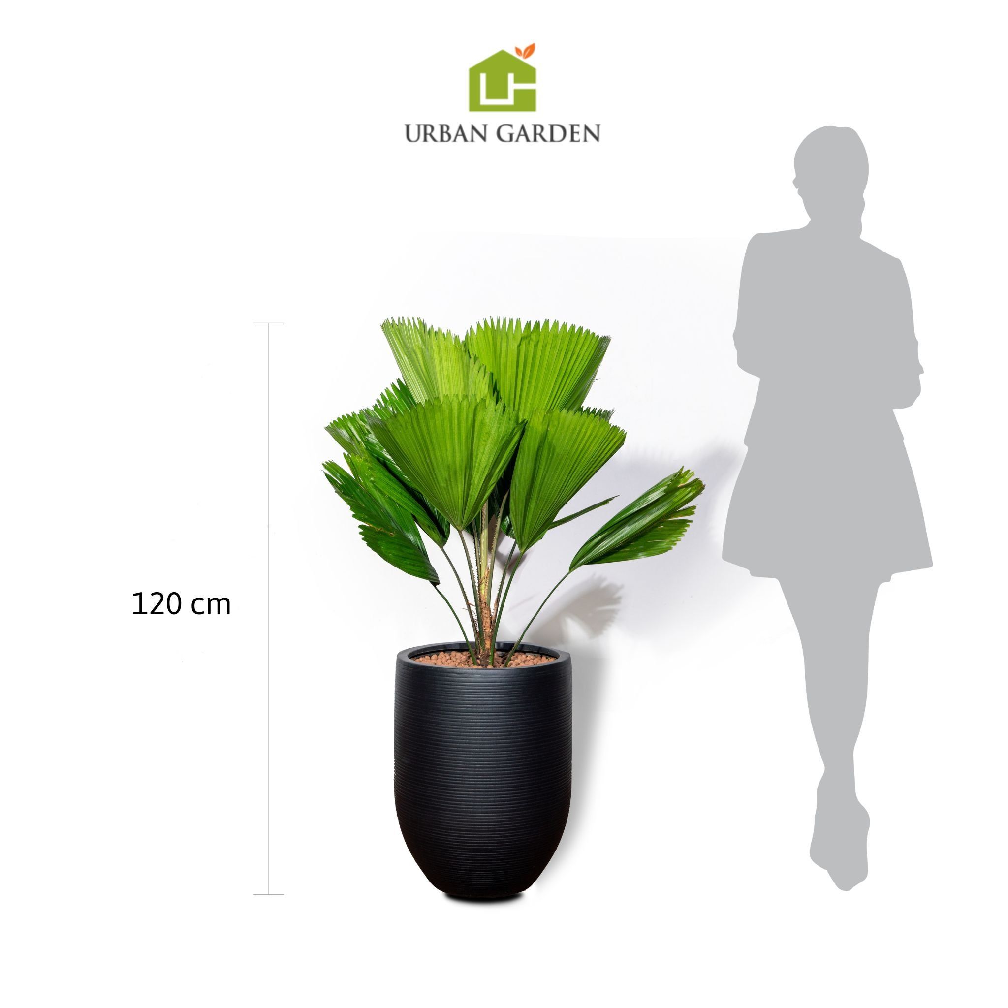  Chậu Cây Kè Nhật S - Corda - Đen S 