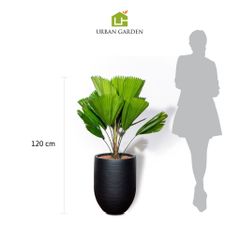  Chậu Cây Kè Nhật S - Corda - Đen S 