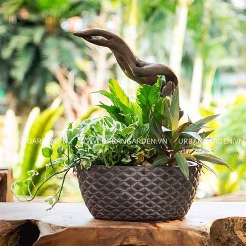 Bộ chậu lũa Decor 1