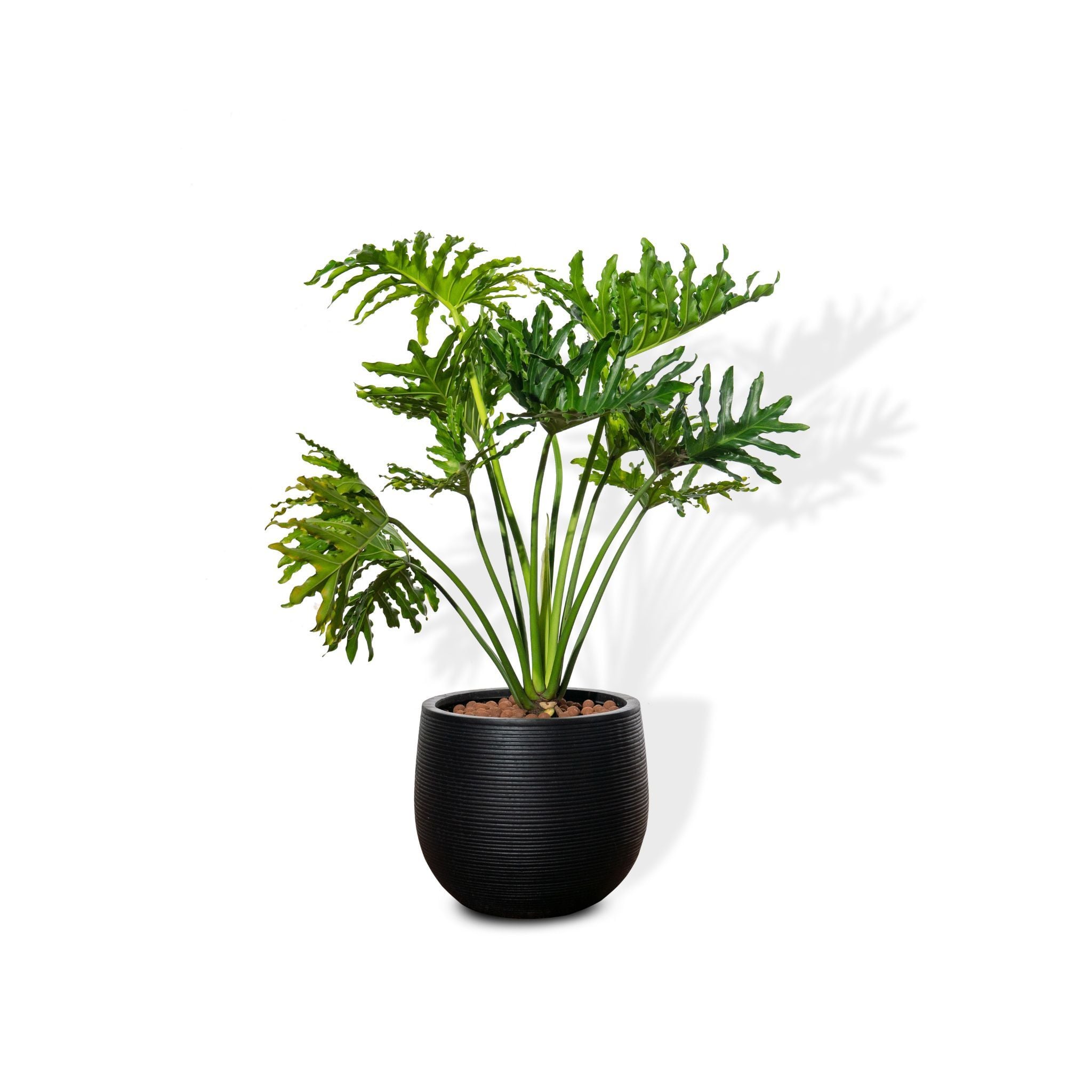  Chậu cây Trầu bà thanh xuân M - Ceylon - Đen S 