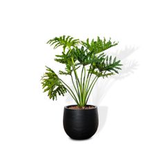  Chậu cây Trầu bà thanh xuân M - Ceylon - Đen S 