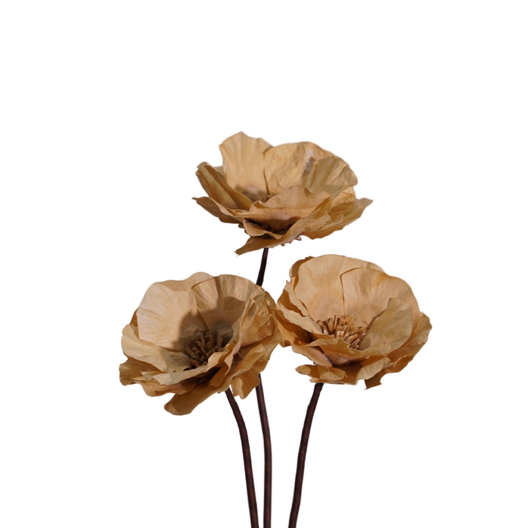  Hoa Khô Pradoo Walin 