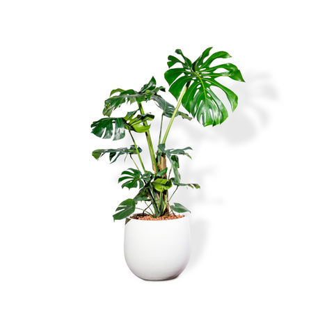 Chậu Cây Monstera XL - Ceylon - Trắng L