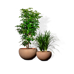  Chậu Cây Gốm Terra 