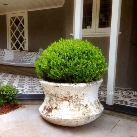 Chậu Cây Gốm Giả Cổ Yuva 6101