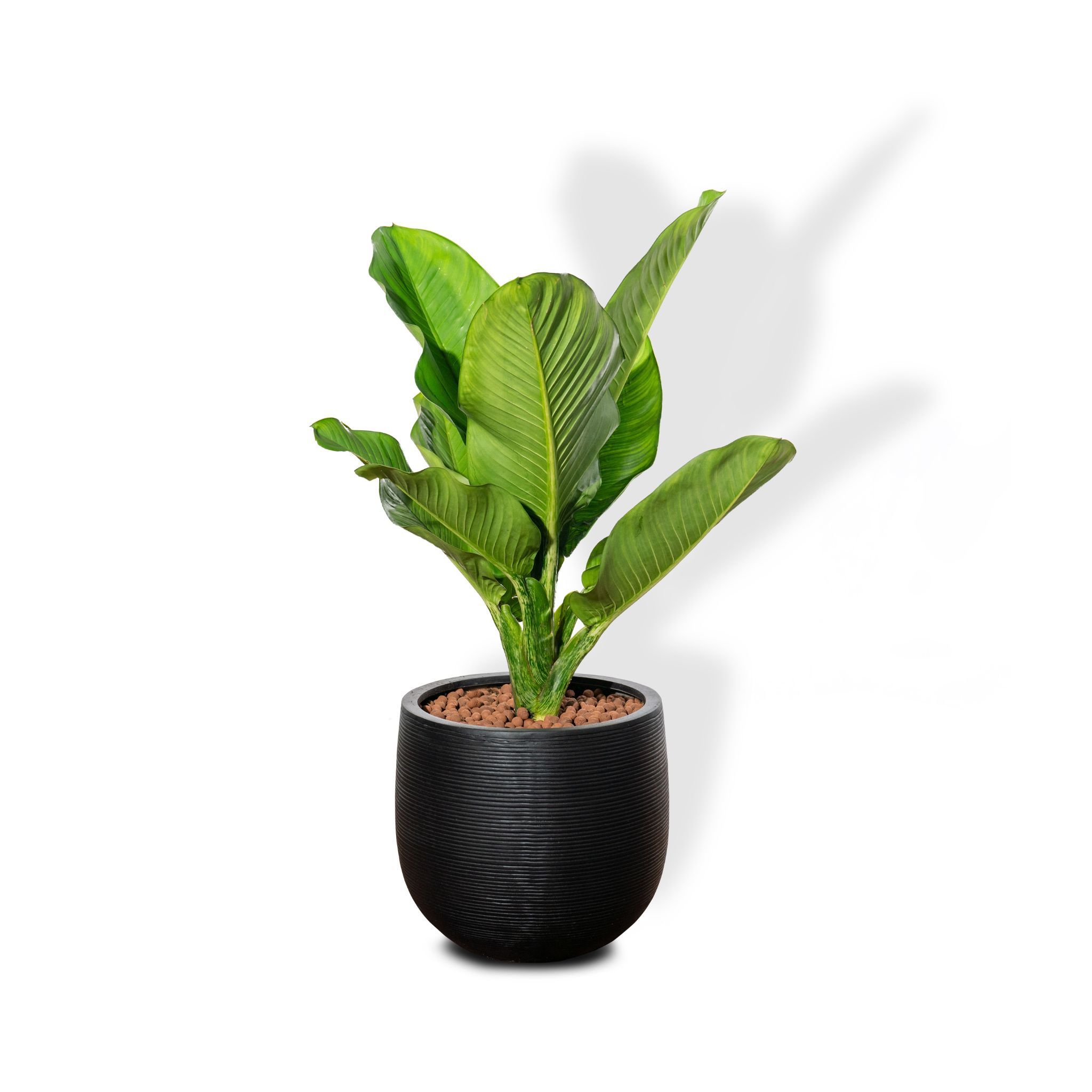  Chậu cây Đại phú gia M - Ceylon - Đen M 