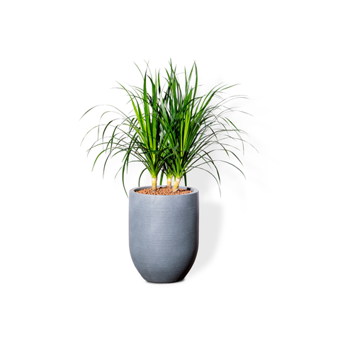 Chậu Cây Phát tài núi 3 thân S - Corda Xám S