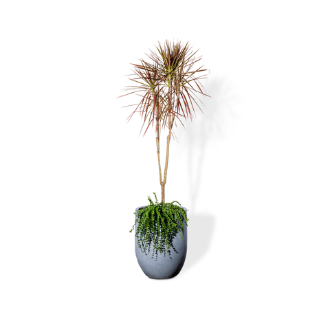 Chậu Cây Hoàng kiếm M - Corda - Xám M