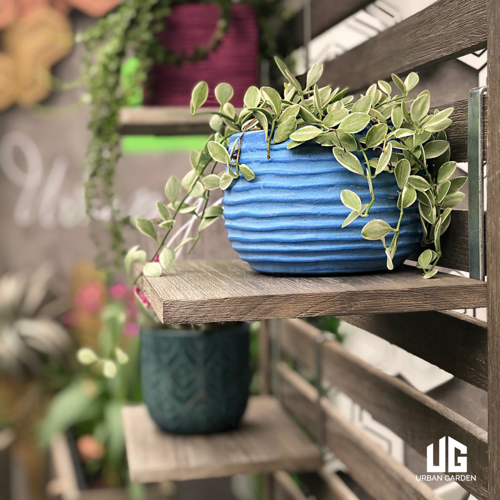  Kệ Để Cây Gỗ Tràm Mona 