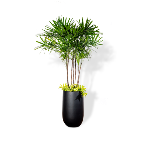 Chậu Cây Mật cật M - Harvey L