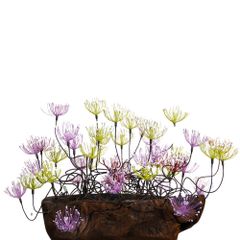  Hoa Khô Wirey Blossom (Green) 