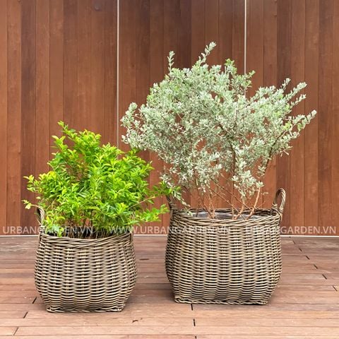 Bộ chậu cây TUYẾT SƠN CHUBBY