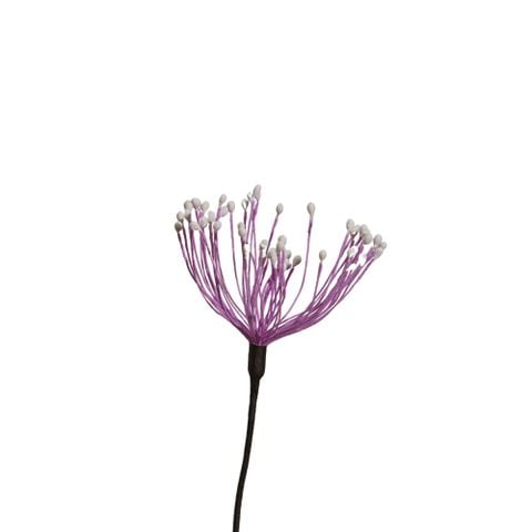 Hoa Khô Wirey Blossom (Pink)