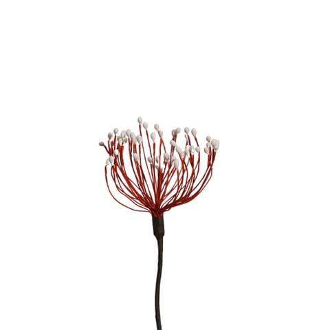 Hoa Khô Wirey Blossom (Red Brown)