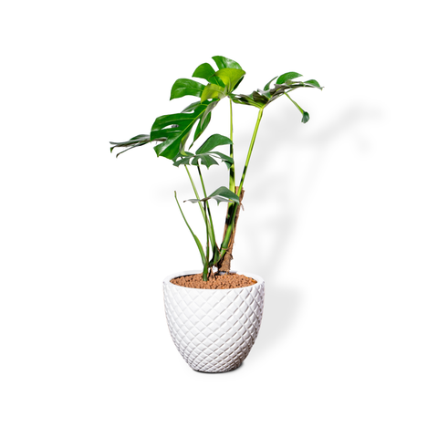 Chậu Cây Monstera M - Pine - Trắng M