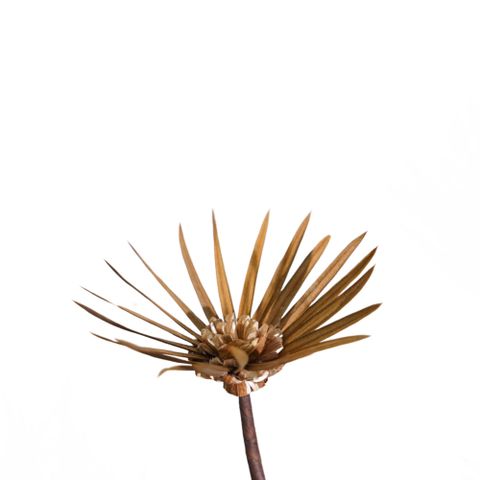 Hoa Khô Prong Blossom