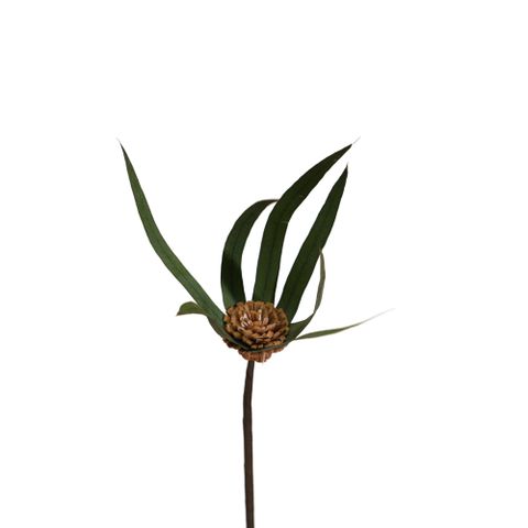 Hoa Khô Star Eucalyp