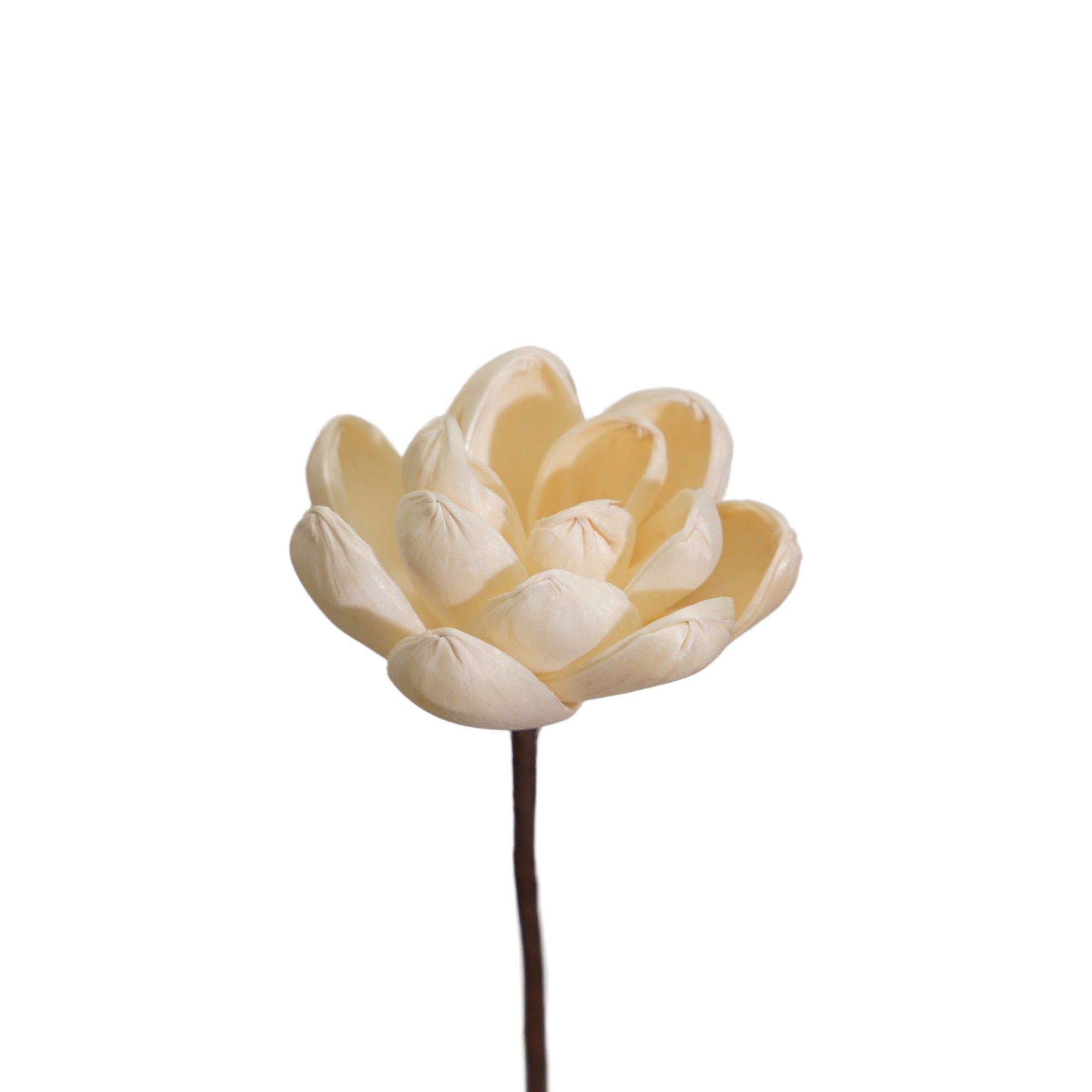  Hoa Khô White Beauty (8cm) 