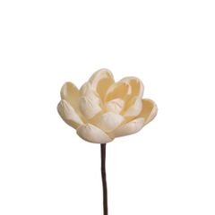  Hoa Khô White Beauty (8cm) 