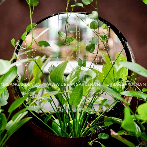 Chậu Thác Nước Moonsign